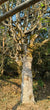 Spring 2024 Bangwai Single Tree
