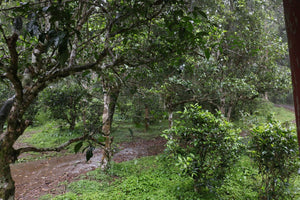 ancient tea trees under the rain