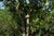 Spring 2023 Lao Man E big trees