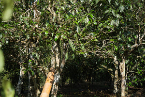 Spring 2023 Lao Man E big trees