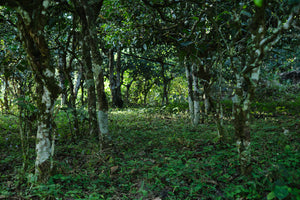 Spring 2023 Lao Man E small trees