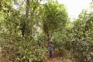 Yubai standing next to a very old tea tree in Jingmai