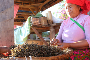 Dai lady sorting the yellow flakes out of maocha pu-erh tea