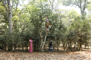 Jingmai Single Trees