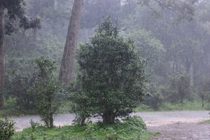 ancient tea tree under heavy rain on top of Jingmai mountain