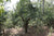 ancient tea tree under the shade of the forested tea gardens