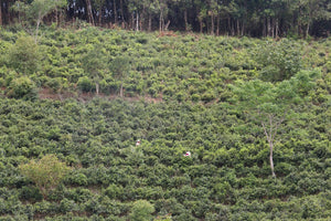 natural tea gardens in Jingmai mountain