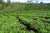 tea plantation with picking table