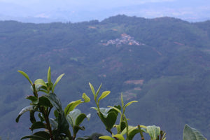 tea buds with village in the background