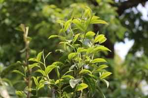 sprouting tea tree with tender buds